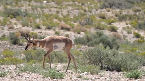 Pronghorn walking through the desert in Utah