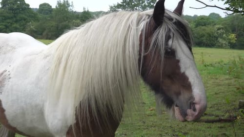 Ein braunes und weißes Pferd, das an einem windigen, bewölkten Tag auf einem Feld steht