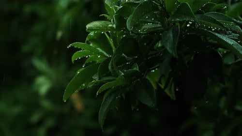 Raindrops falling onto wet green leaves in a tranquil forest.