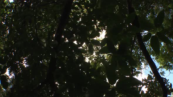 Walking under the trees of the Amazon rainforest and looking up through ...