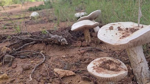Wild Mushrooms Growing in Forest Nature, Close Up Organic Fungi Detail