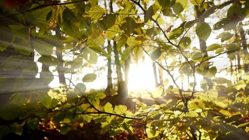 Sunlight Streaming Through Forest Trees and Golden Leaves