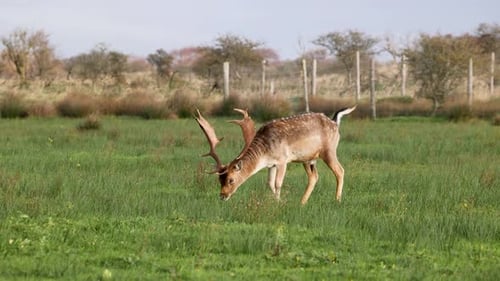 A deer with large antlers grazes in a green field near a fenced area. The background features trees