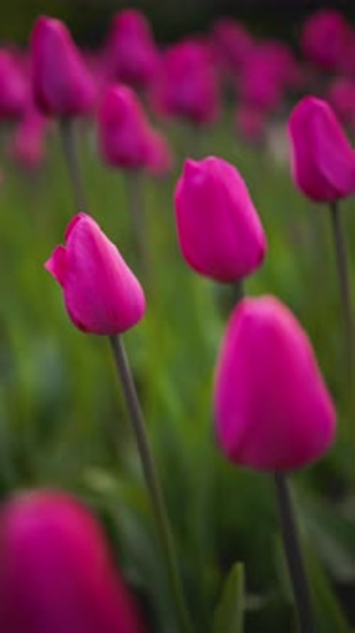 Field of Vibrant Pink Tulips Blooming