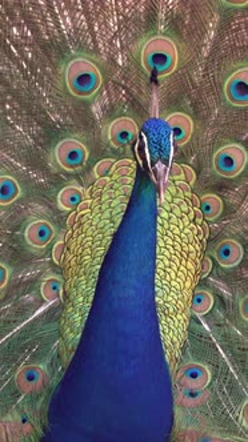 Peacock Spreads Elegant Feathers in Colorful Display