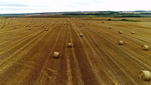 Aerial flyover yellow field after harvest with hay bales in countryside during sunny day