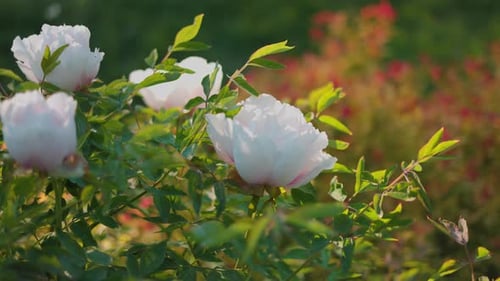 Beautiful red peony on a green background. beautiful flower sways in the wind. sun's rays illuminate