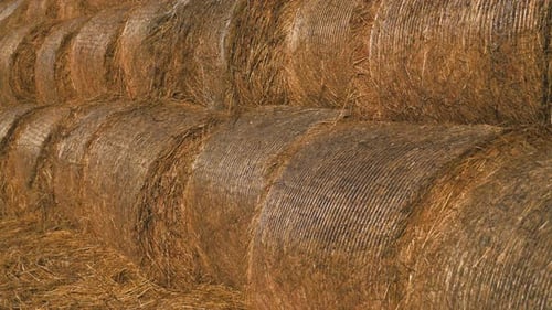 Close Up Rolled Golden Hay Bales, Plant After Reaping Grass at Village Field. Harvesting Business...