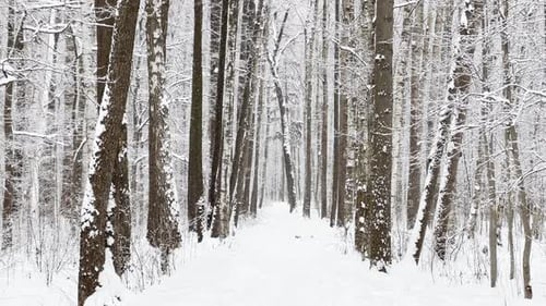 A Snowstorm in a Winter Public Park It is Snowing Heavily Snowflakes are Slowly Falling Tree