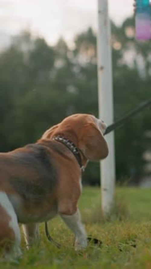 Energetic Beagle Pulls on Leash During Morning Park Stroll Vibrant Scene of Beagle Tugging Leash
