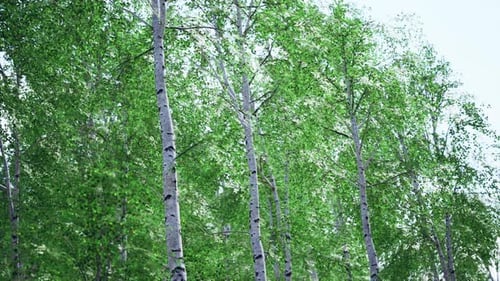 White Birch Trees in the Forest in Summer