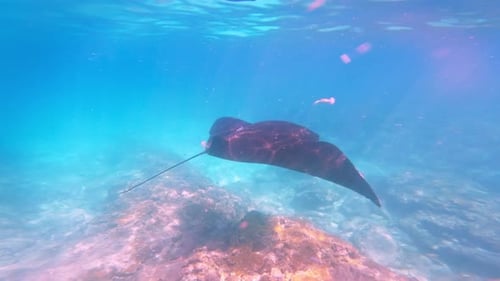 One Large Sea Animal Fish Manta Ray Swimming in Underwater