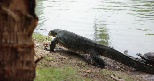 Water monitor lizard on lakeshore at Benchakitti Park, Bangkok