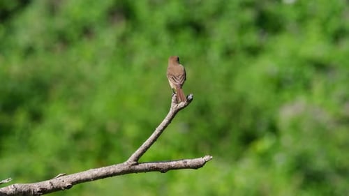 Perched on the top of a branch as seen from its back looking around for its prey during a windy sunn