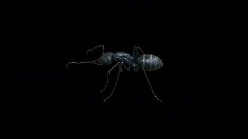 Black Ant Walk Loop Top View