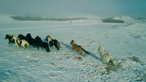 Drone 4K capture des images aériennes cinématiques de chevaux rapides qui courent sur la terre enneigée de l'Islande