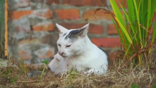 Die
weißgraue Katze liegt draußen im Gras. Lustige gestreifte Katze beim Spielen. Konzept von Adorable Cat P