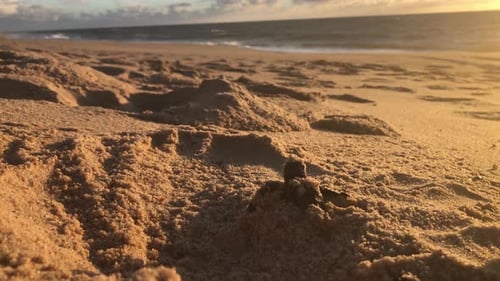 Die kleine Meeresschildkröte taucht aus dem vergrabenen Nest am Sandstrand auf und beginnt ihre Reise zum Meer - wunderschön
