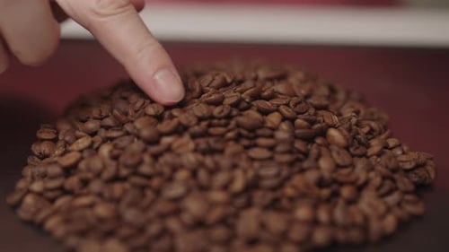 Closeup of Person Carefully Inspecting and Selecting Individual Roasted Arabica Coffee Beans By Hand