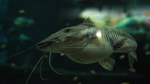 Closeup of a Large Catfish with Large Whiskers Swimming in an Aquarium