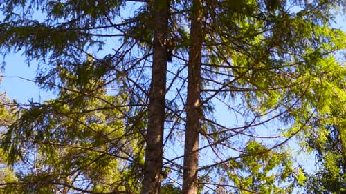 Little Wild Squirrel Descending a Tall Spruce Tree in the Forest