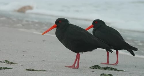 Dos ostreros variables con plumaje negro en la playa de arena de Nueva Zelanda. Primer plano