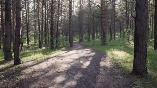 Rays of evening sunshine on green grass in pine woods