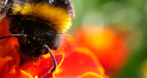 Bumblebee Collecting Pollen on Orange Flower