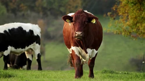 Eine braune Kuh läuft an einem sonnigen Tag auf einer üppigen grünen Wiese mit Bäumen im Hintergrund