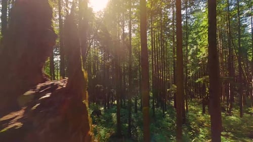 Smooth Flight Between the Trees Close to Branches in a Fabulous Forest