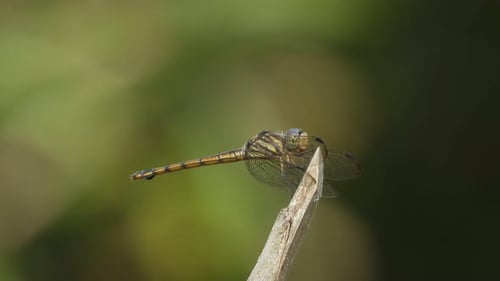 Dragonfly relaxing on stick - food .