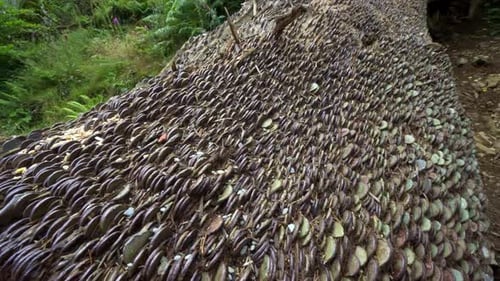 A Wish Tree. Money coins hammered into a fallen tree trunk in Cumbria England.
The tradition of 'Wis