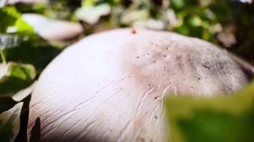 Agaricus mushroom in a coniferous forest growing in the edge of forest