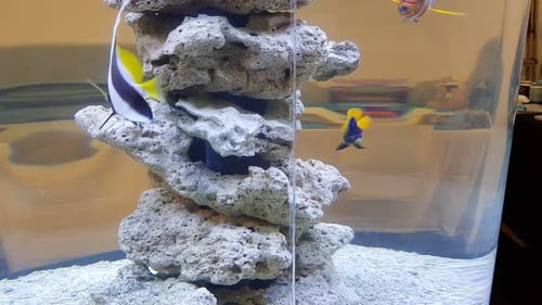 scene of the fishes moving around inside the aquarium