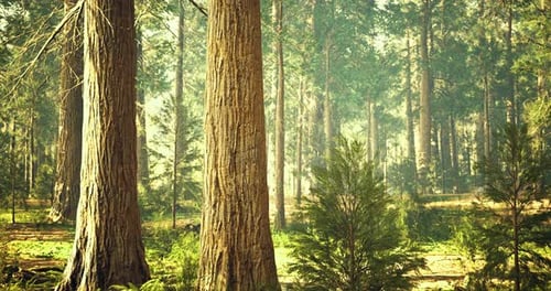 Majestic Trees Rise Amidst a Tranquil Forest Bathed in Soft Sunlight