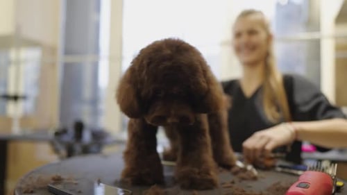 Poodle Getting Haircut at Pet Grooming Salon