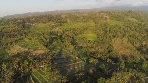 Tropical Landscape with Agricultural Land in Indonesia