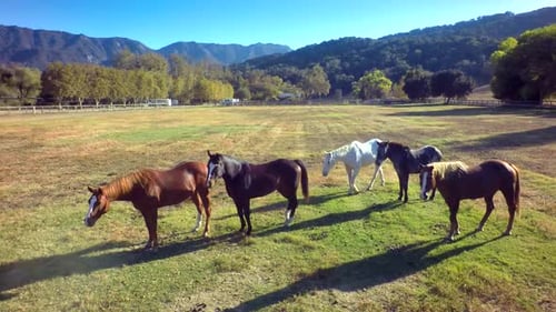 Troupeau de chevaux debout à la ferme près des montagnes au soleil