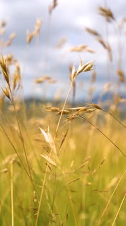 A beautiful summer flied of a spikelet grass or golden wheat swinging in the wind