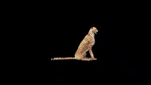 Cheetah Sit Down Idle 2