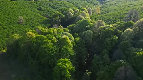 Forest Drone 4K