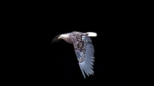 Eagle Fly Idle 2