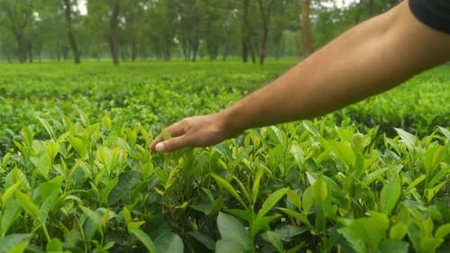 Closeup of farmers hands touching tea leaves at tea estate garden on the foothills of Darjeeling