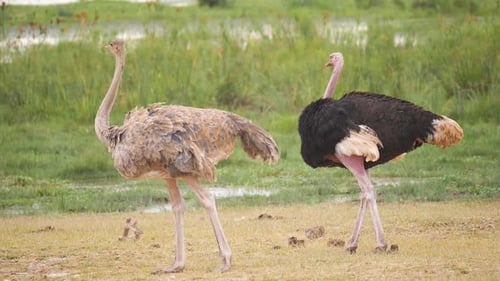 Zwei Strauße putzen und fressen in der Nähe eines grünen Sumpfes in Afrika, Zeitlupenanzeige