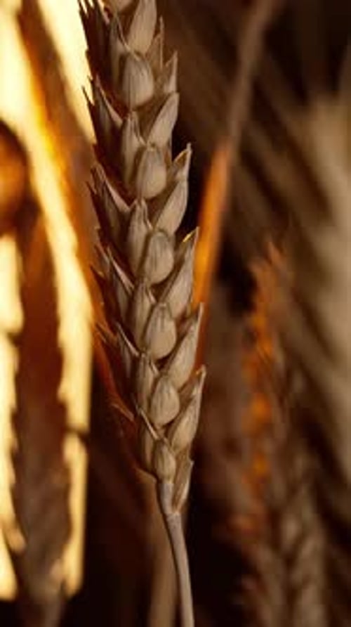 Vertical macro close up of wheat grain crop and corn on golden farm field in sunlight with dolly sli