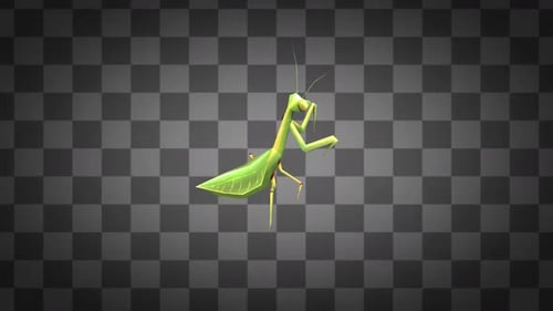 Mantis Insect Idle Alpha Channels