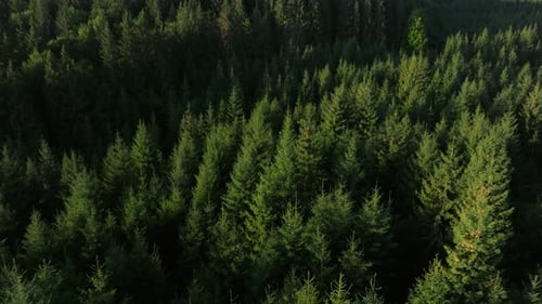 Dense green pine forest canopy viewed from above on a sunny day with rich natural textures