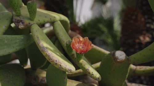Flor de nopal anaranjado que florece entre almohadillas verdes en un jardín mediterráneo, vista de cerca de
