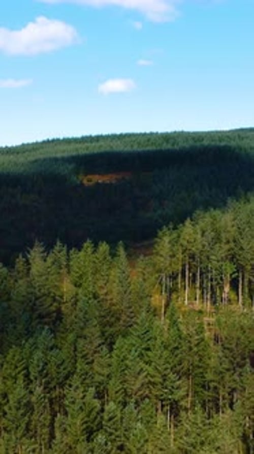 Vertical Video of Rising Aerial with Dark Cloud Covering Dense Forest Woodland on Hillside.