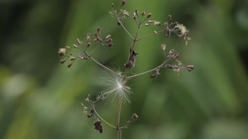 Cyanthillium cinereum se balançant dans un vent violent.
